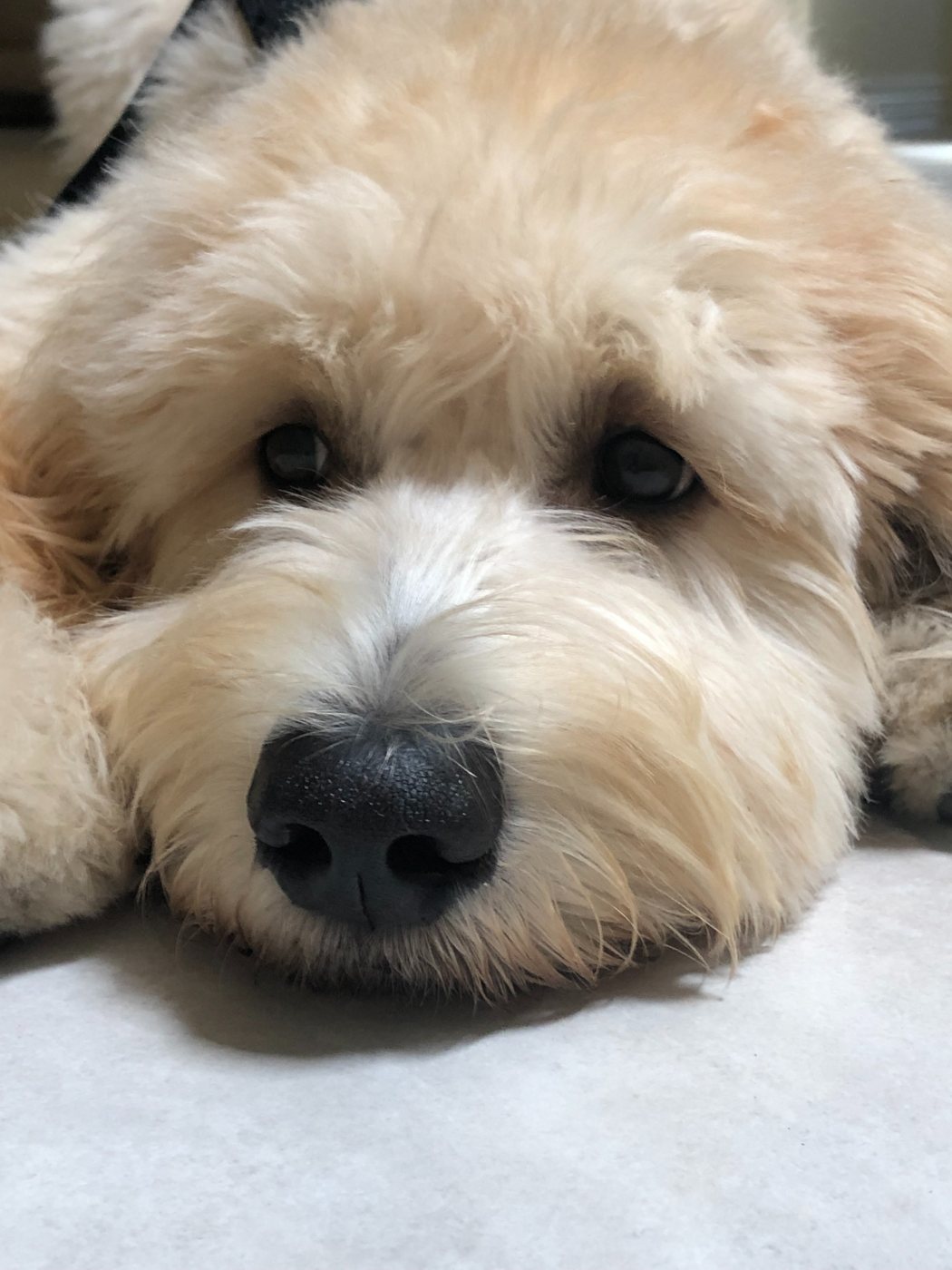 A cream Groodle