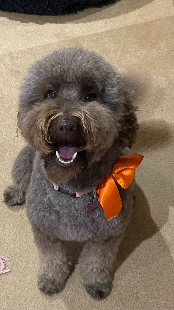 A silver Groodle
