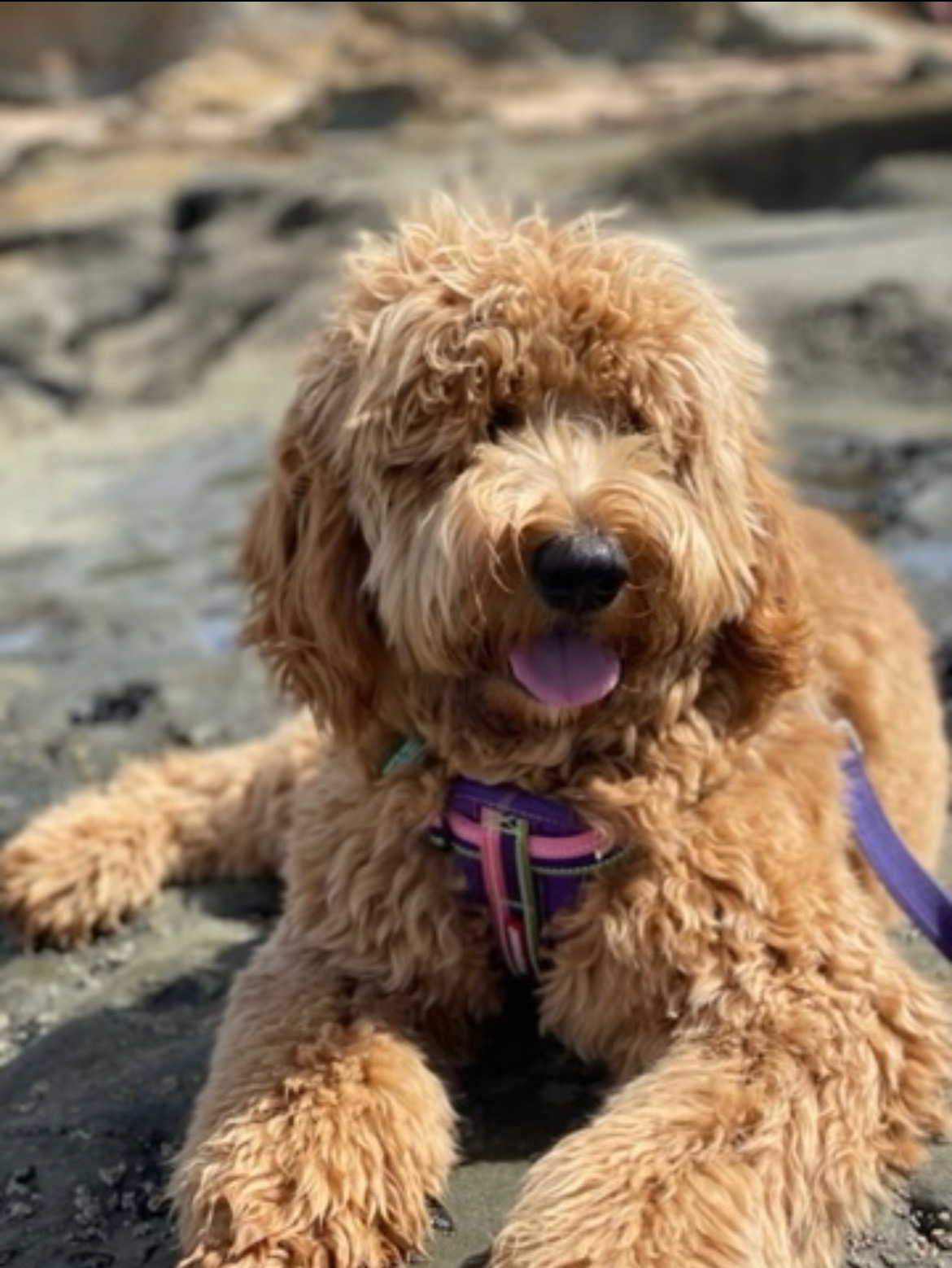 A Groodle puppy lying in the grass, showing its wavy coat and gentle expression