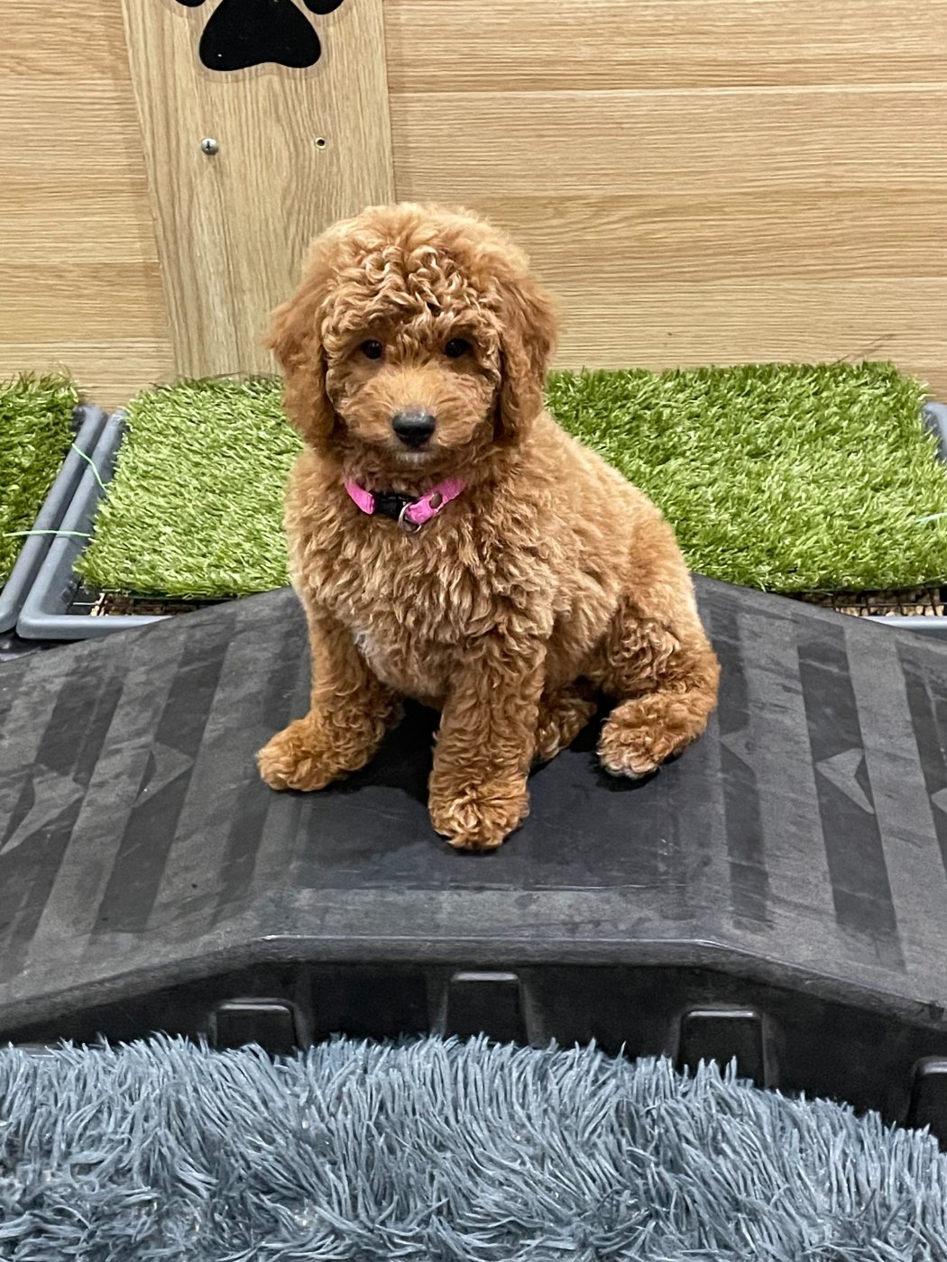 One of my Groodle puppies