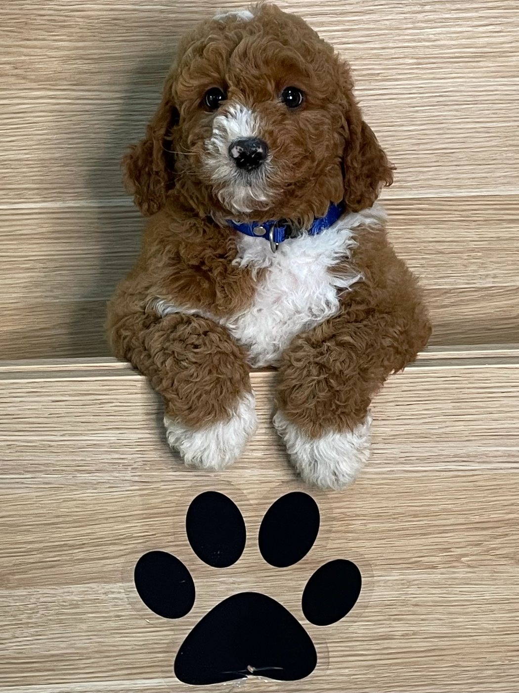 One of my Groodle puppies