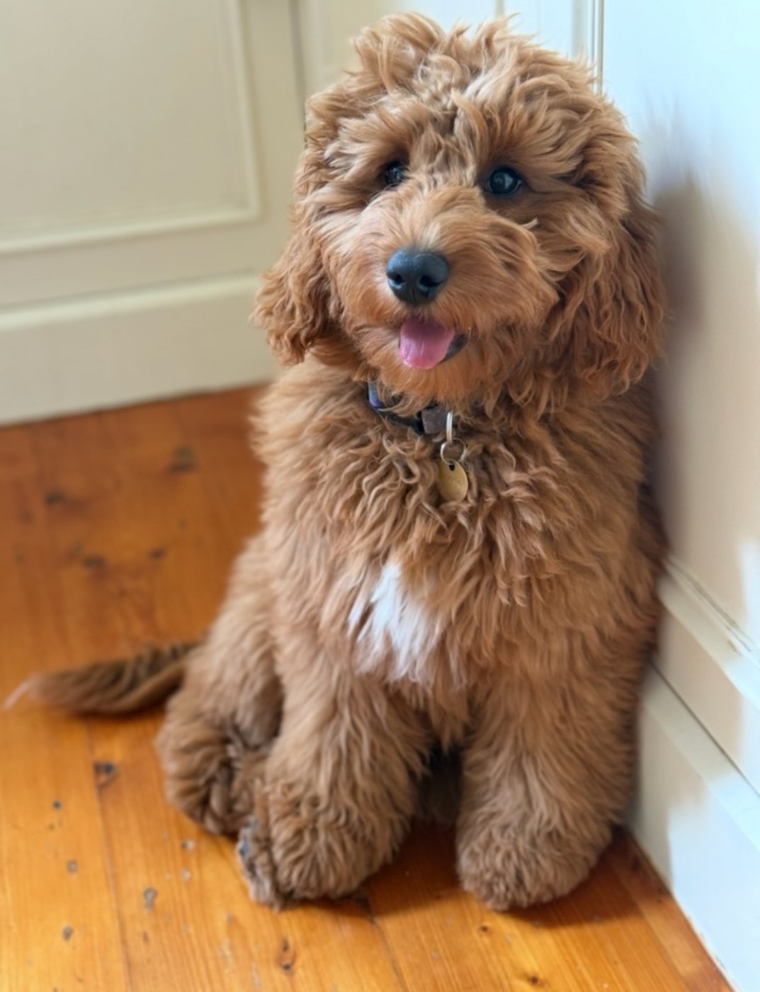 A smiling apricot Groodle puppy sitting indoors